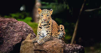 SC SIT रिपोर्ट स्वीकार करता है, Vantara Clean Chit देता है | भारत समाचार