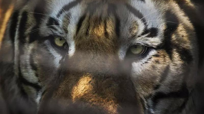 मध्य प्रदेश: ‘पॉचेड’ टाइगर का शव मिला, 2 वन अधिकारियों को निलंबित कर दिया गया; टाइग्रेस, 3 शावक मिसिंग | भारत समाचार